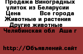 Продажа Виноградных улиток из Беларусии › Цена ­ 250 - Все города Животные и растения » Другие животные   . Челябинская обл.,Аша г.